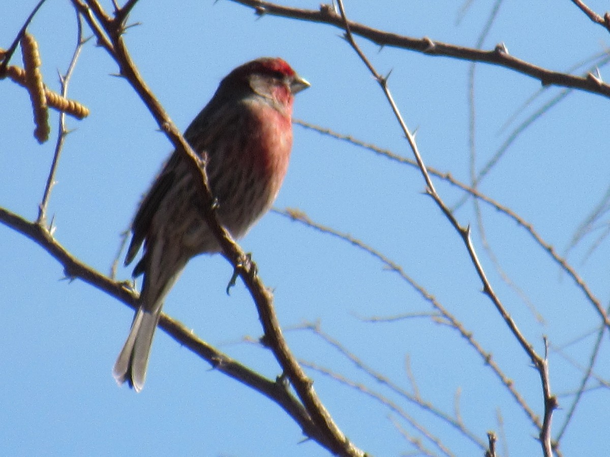 House Finch - ML406586971