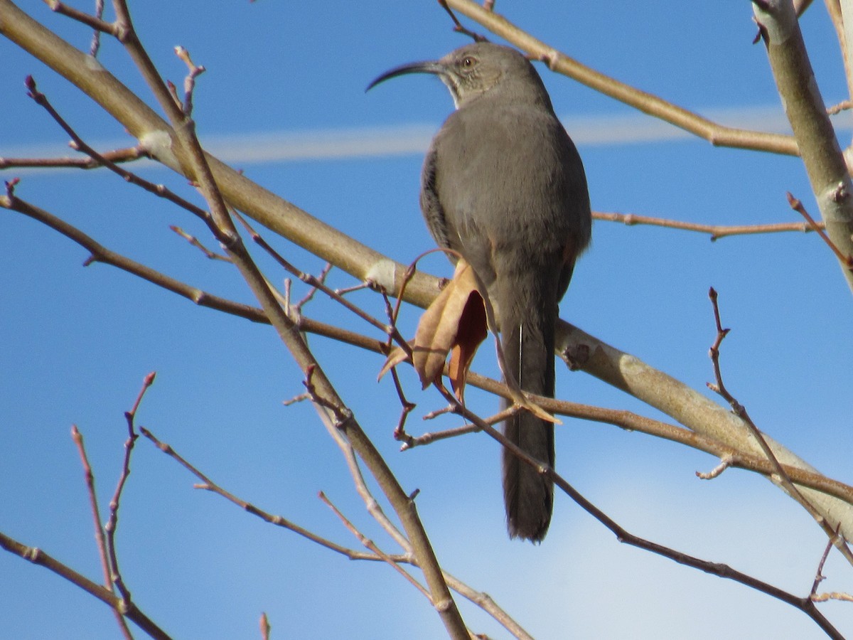 Crissal Thrasher - ML406588951