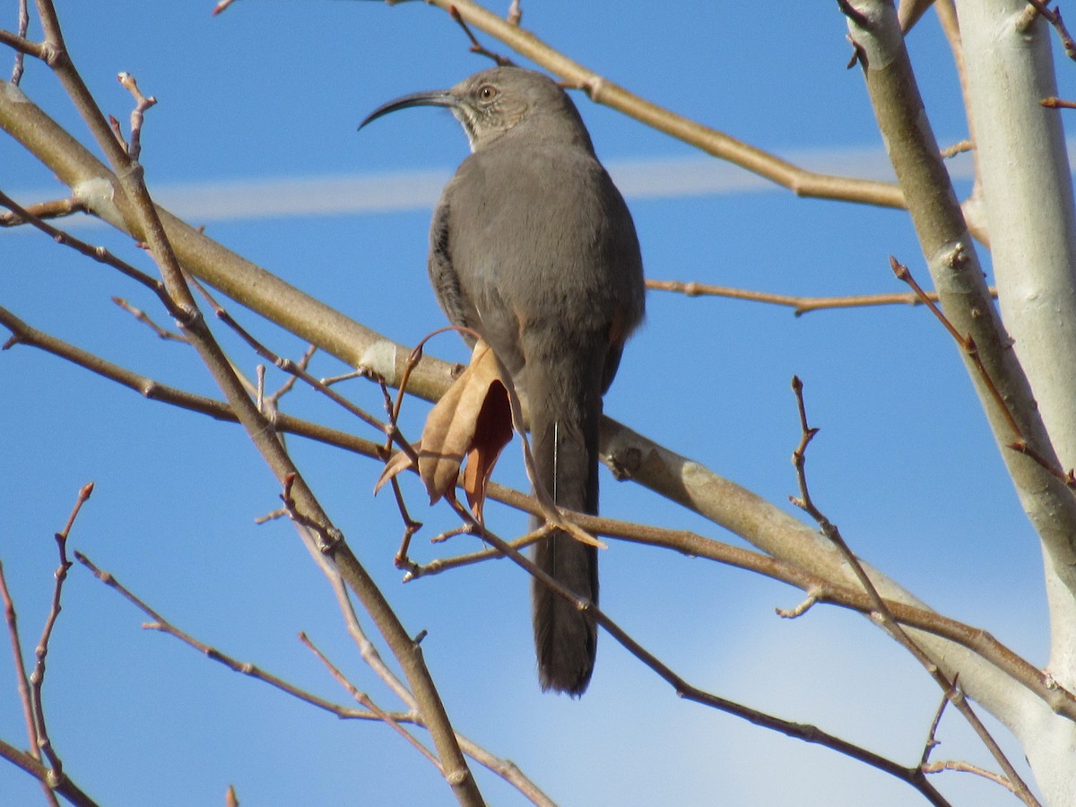 Crissal Thrasher - ML406588981