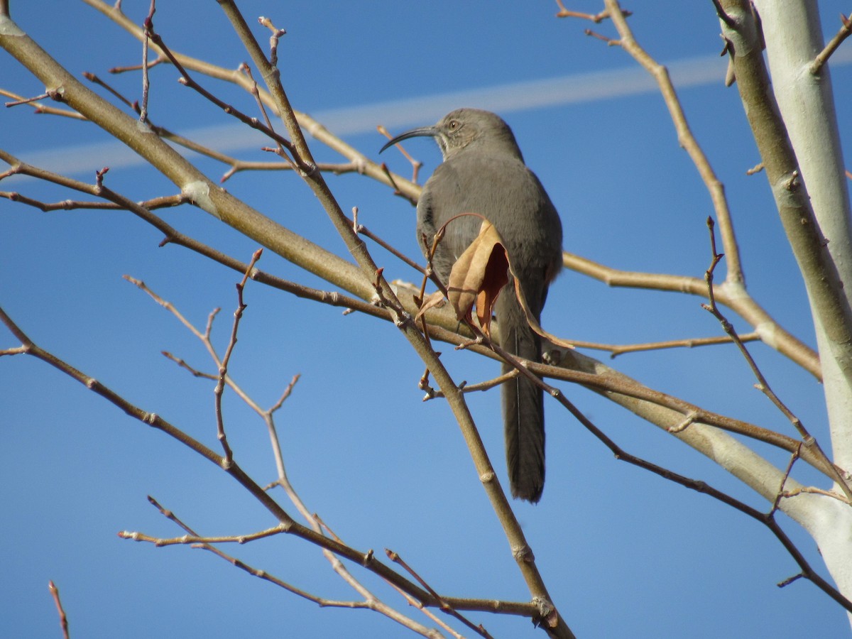 Crissal Thrasher - ML406589011