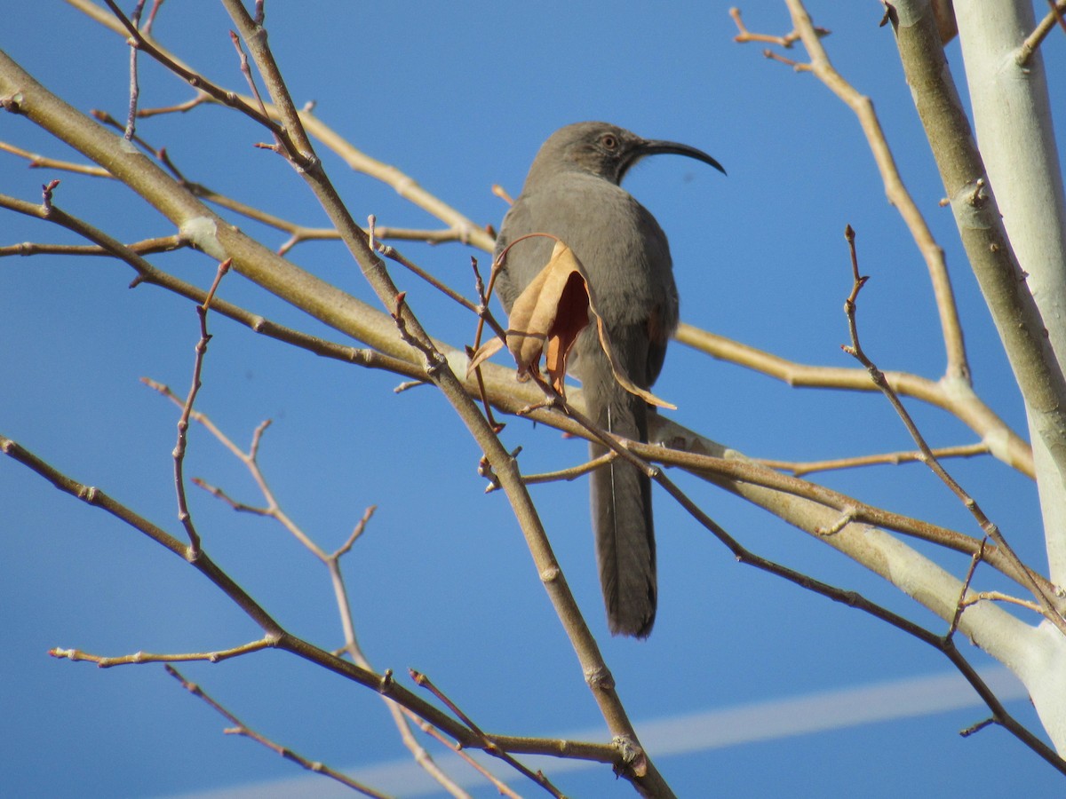 Crissal Thrasher - ML406589051