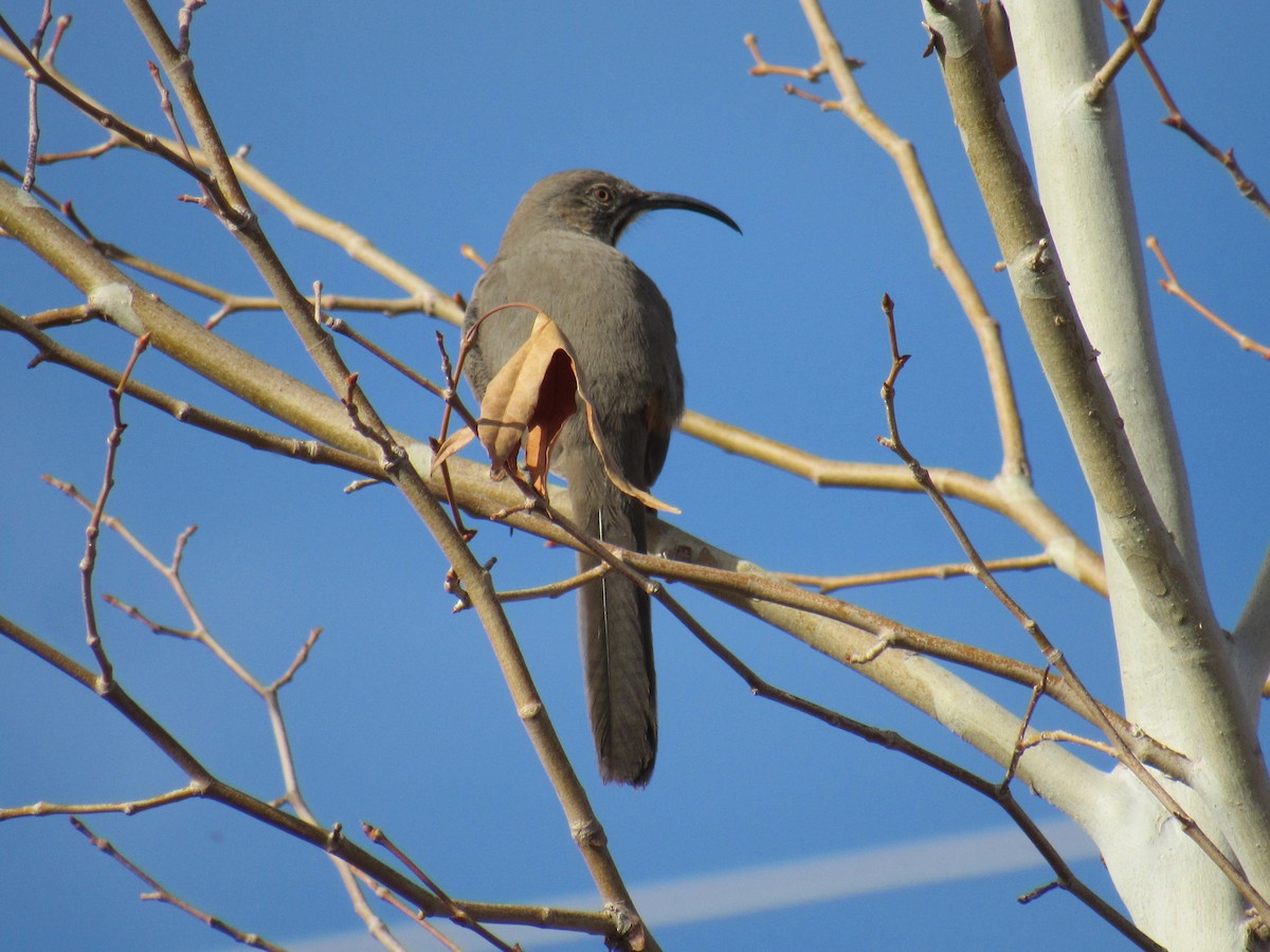 Crissal Thrasher - ML406589111