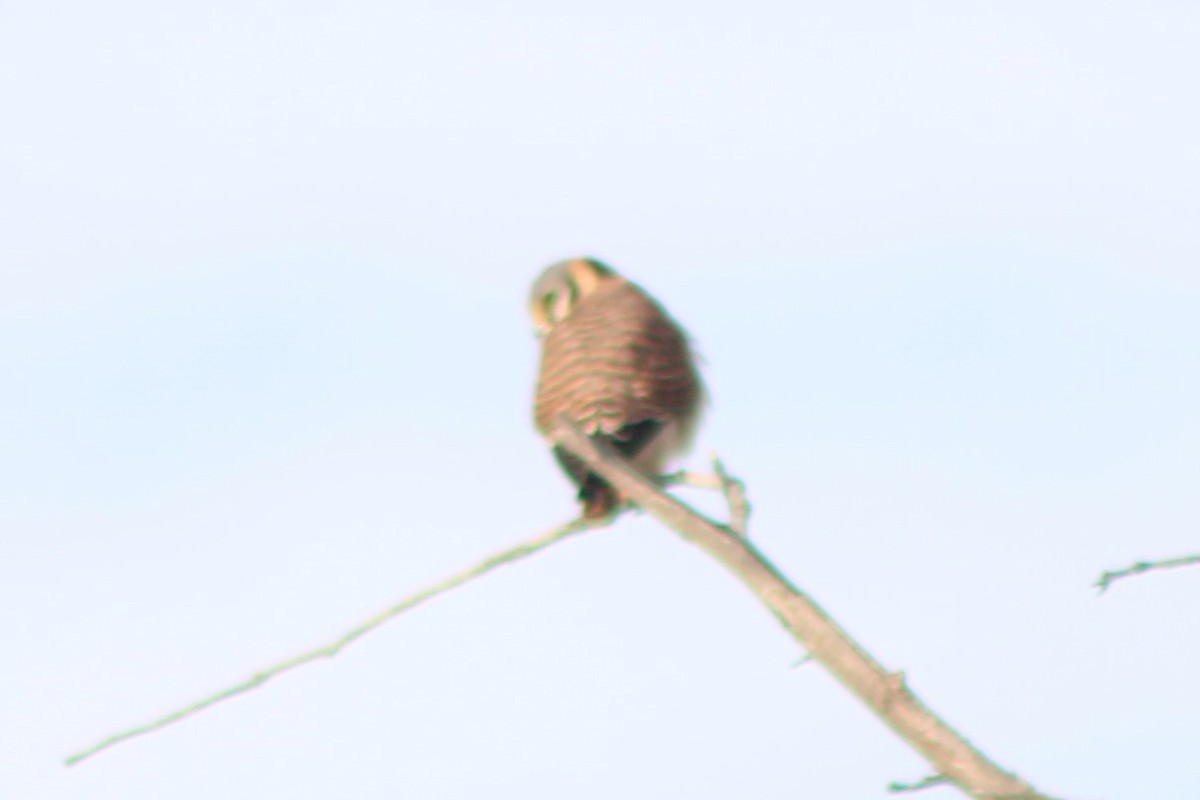 American Kestrel - ML406590531