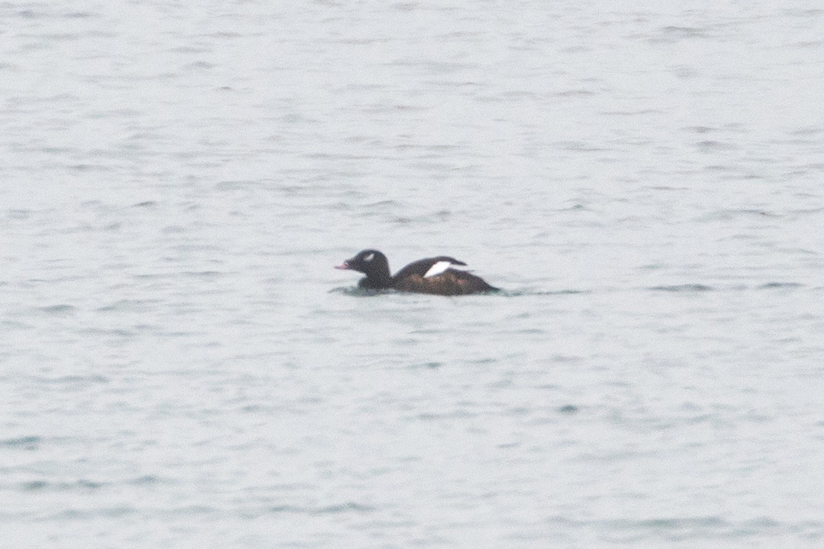 White-winged Scoter - ML406592071