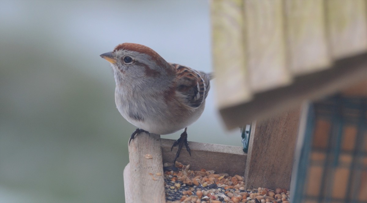 Spizella sp./American Tree Sparrow - ML406592451