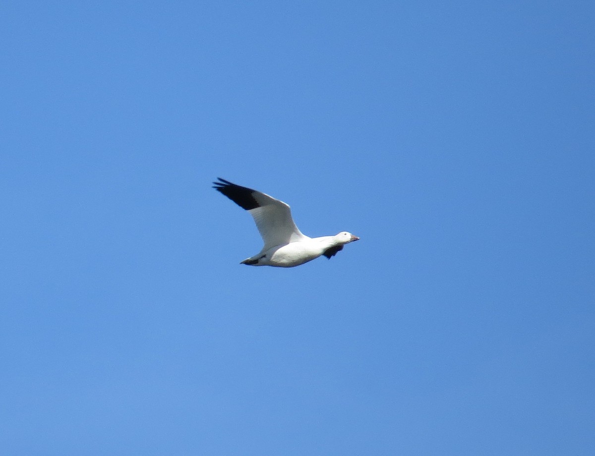 Snow Goose - ML40659251