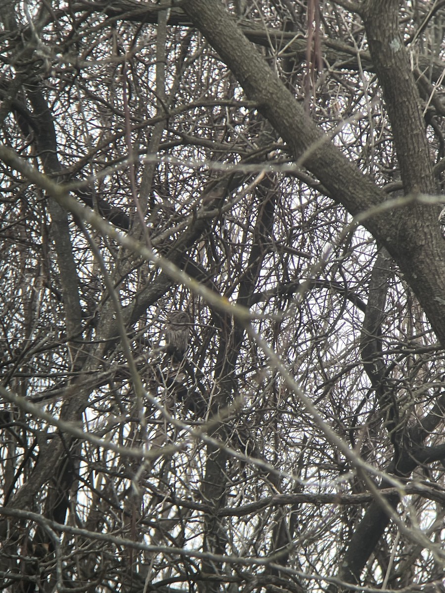 Barred Owl - ML406592601