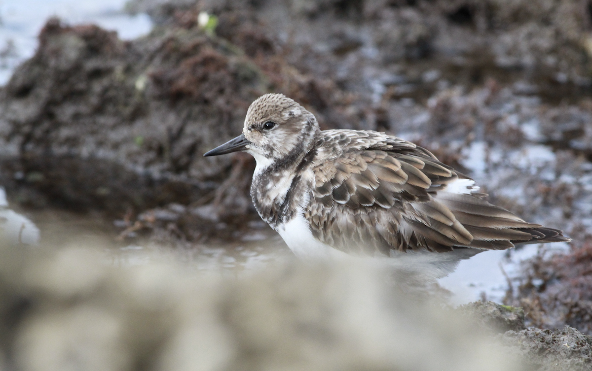 Ruddy Turnstone - ML406593521