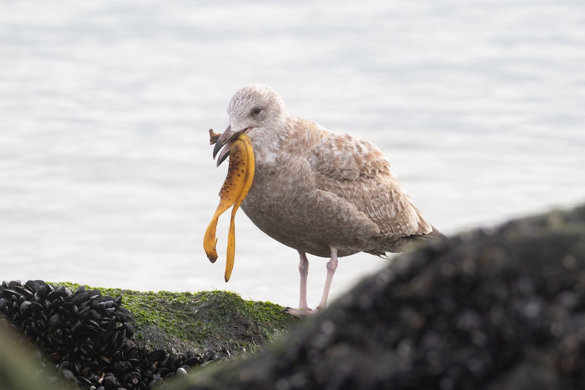 American Herring Gull - Ryan Mandelbaum