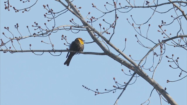 Yellow-headed Blackbird - ML406595371