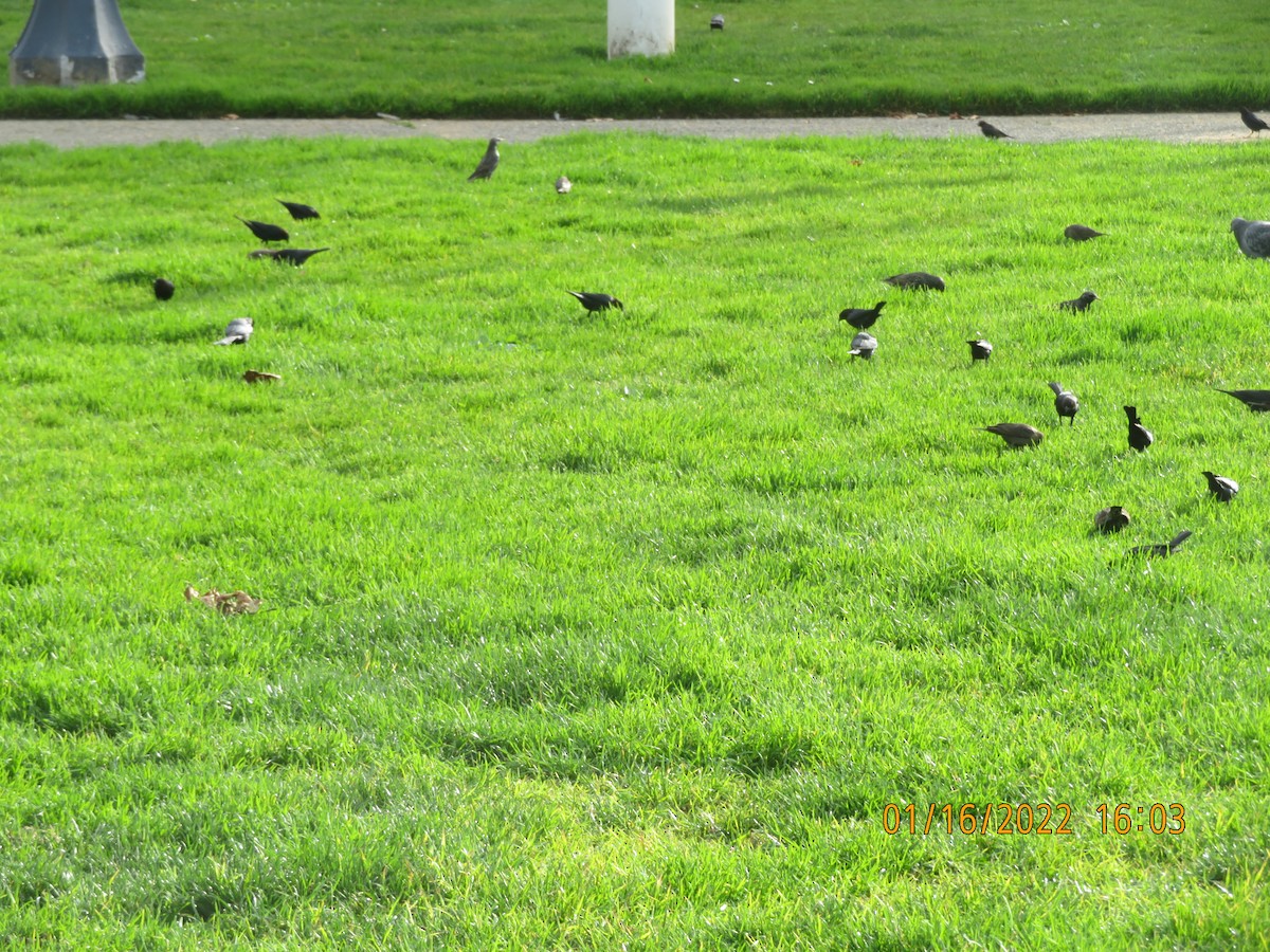 Brown-headed Cowbird - William Grant