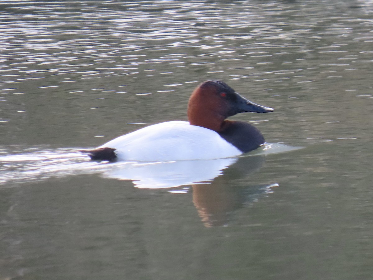 Canvasback - ML406596311