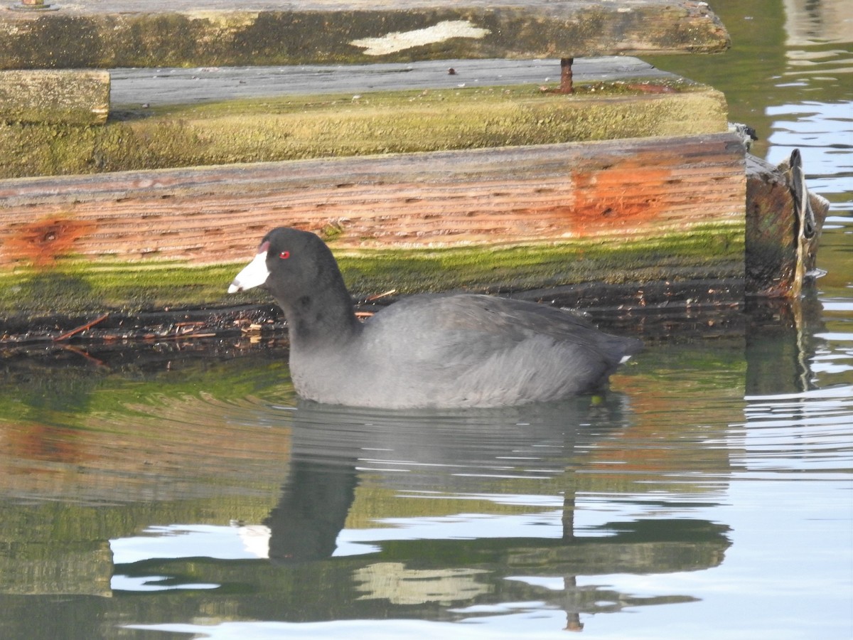 American Coot - ML406596841