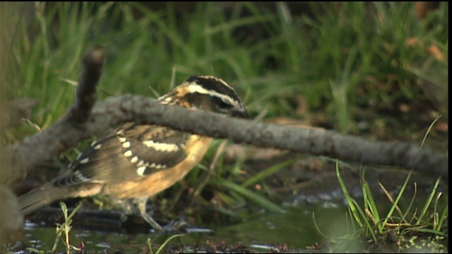 Black-headed Grosbeak - ML406597