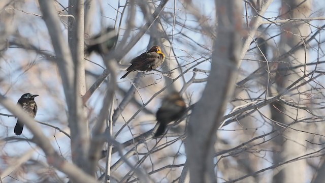 Yellow-headed Blackbird - ML406597371