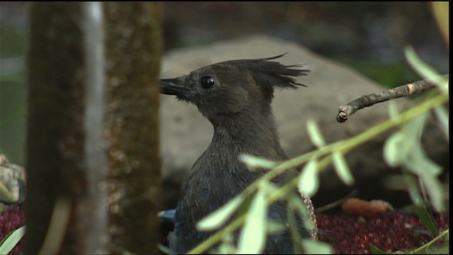 Steller's Jay (Coastal) - ML406598