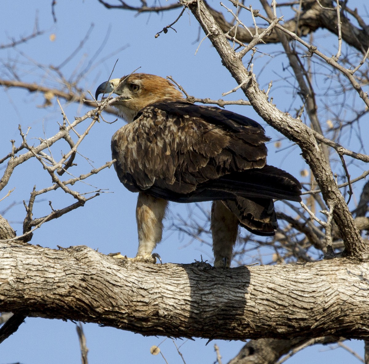 Tawny Eagle - Marie Lister