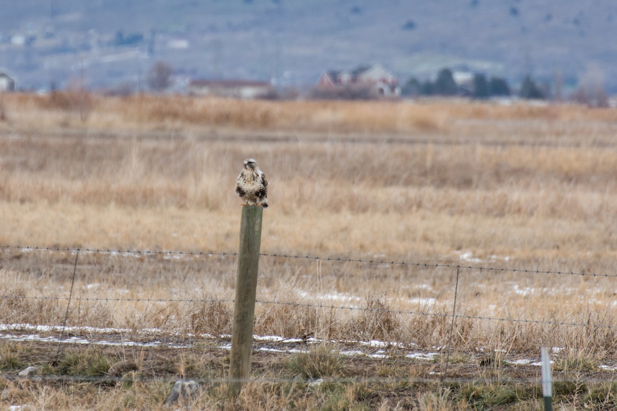 Rough-legged Hawk - ML406598951