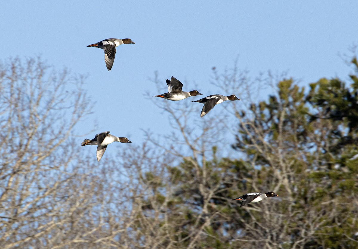 Common Goldeneye - ML406599281