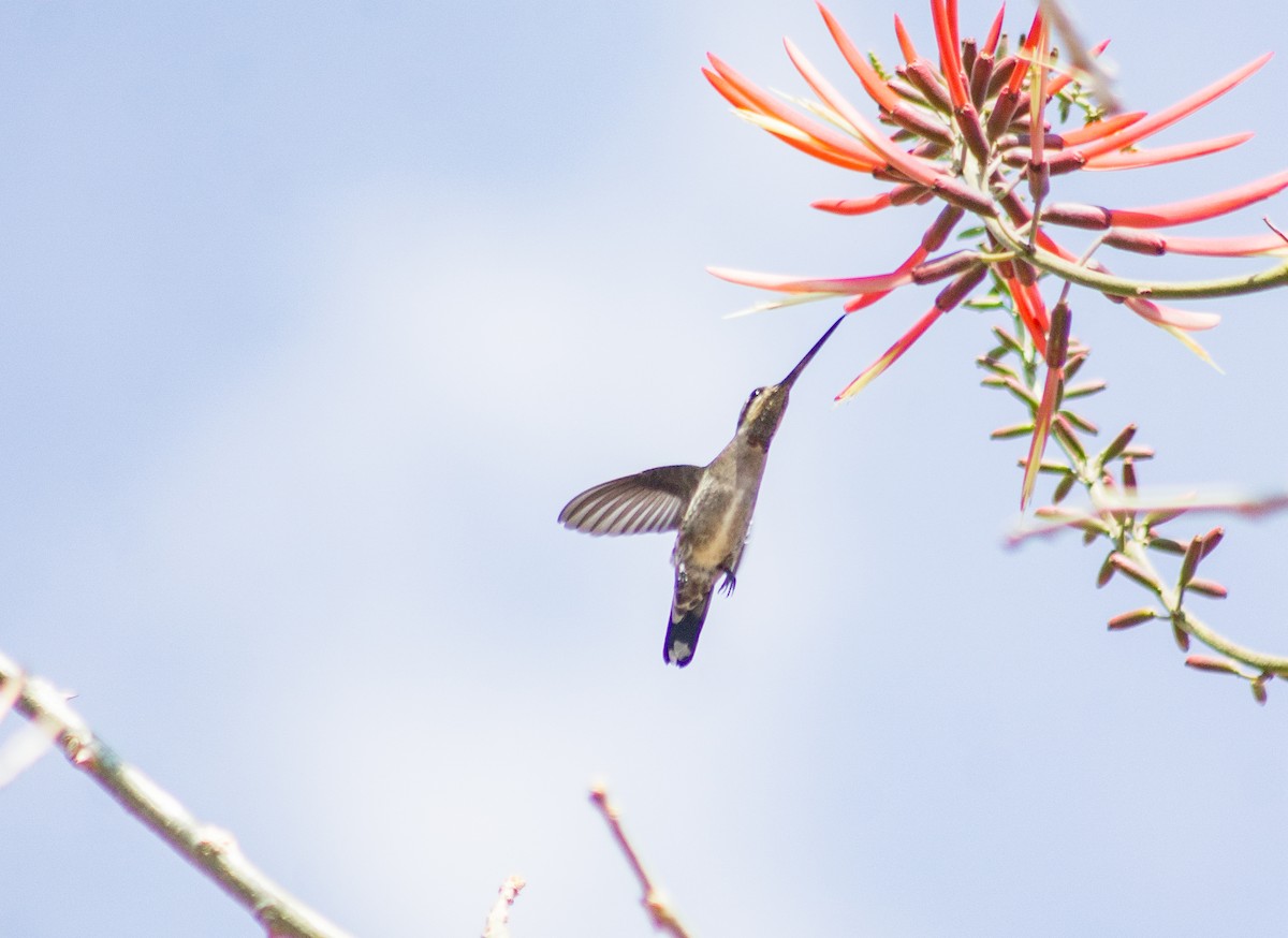 Plain-capped Starthroat - Adalberto Gonzalez