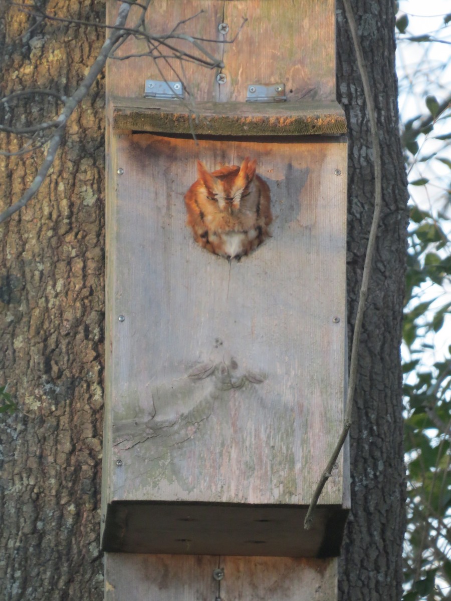 Eastern Screech-Owl - ML406600171