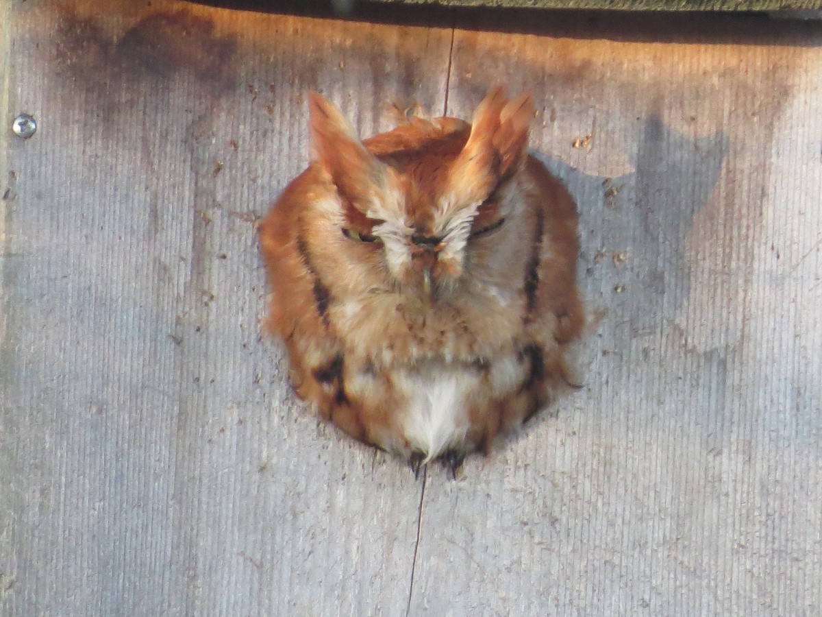 Eastern Screech-Owl - ML406600441