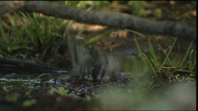 Mountain Chickadee - ML406601