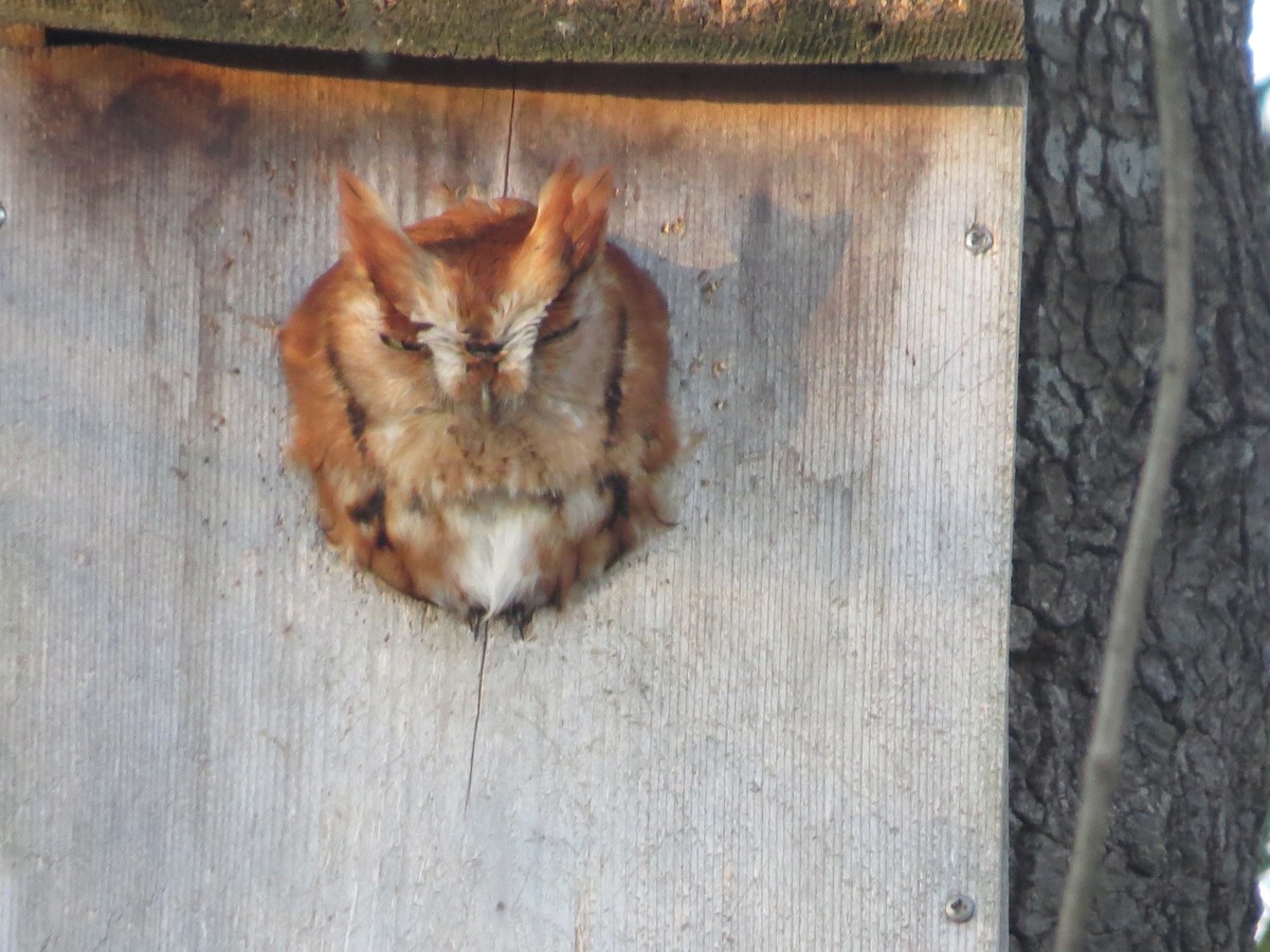 Eastern Screech-Owl - ML406601161