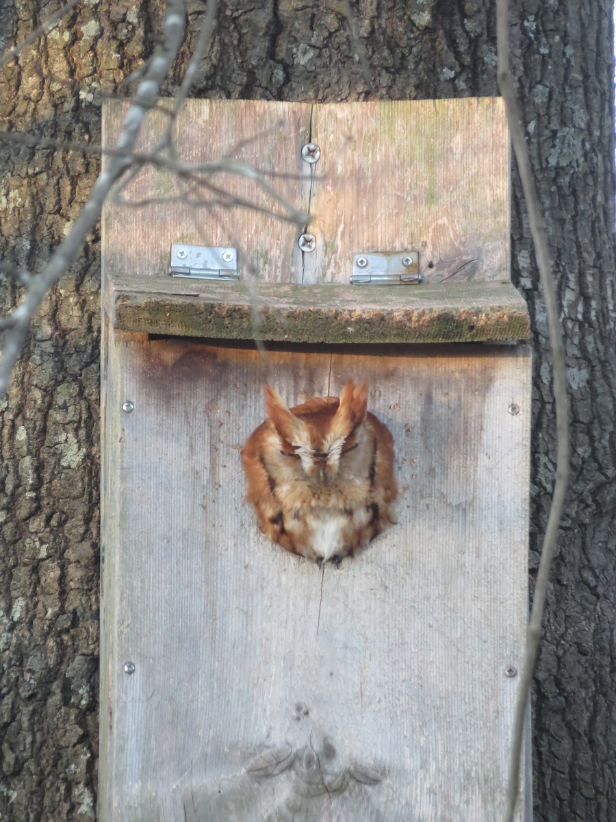 Eastern Screech-Owl - ML406601331