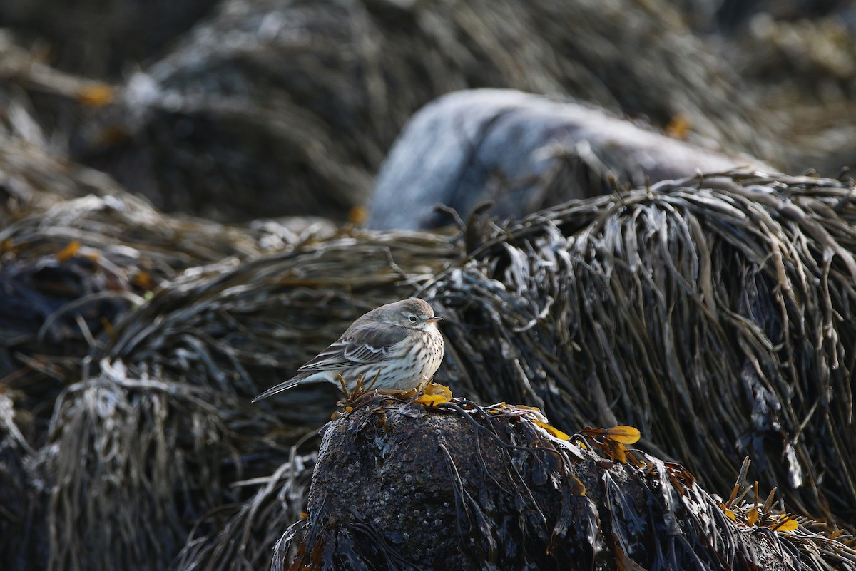 American Pipit - ML406602161