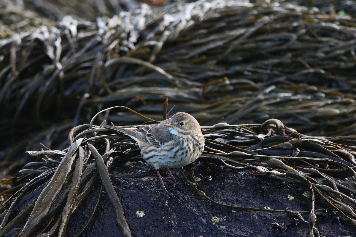 American Pipit - ML406602851