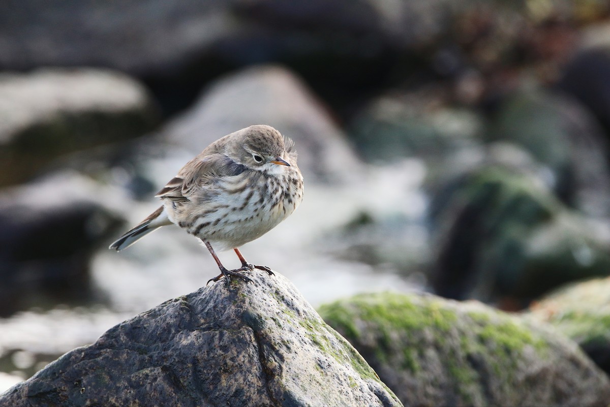 American Pipit - ML406603081