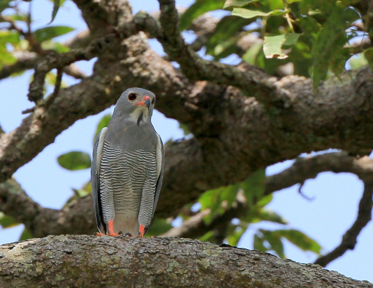 Lizard Buzzard - ML40660361