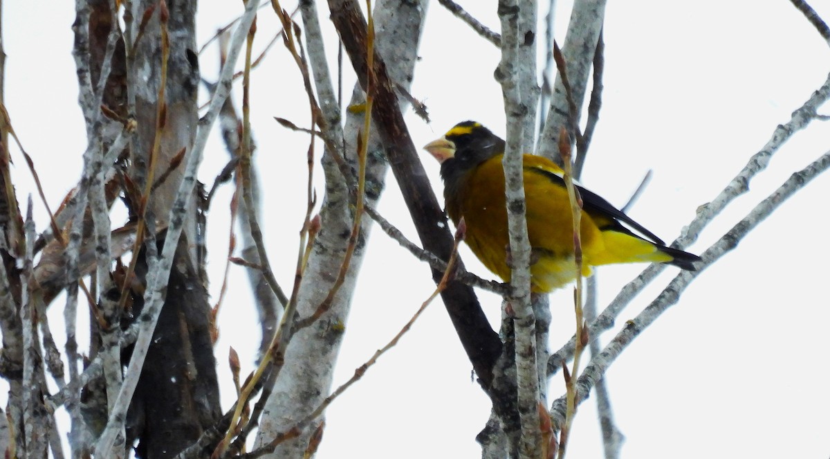 Evening Grosbeak - ML406603731