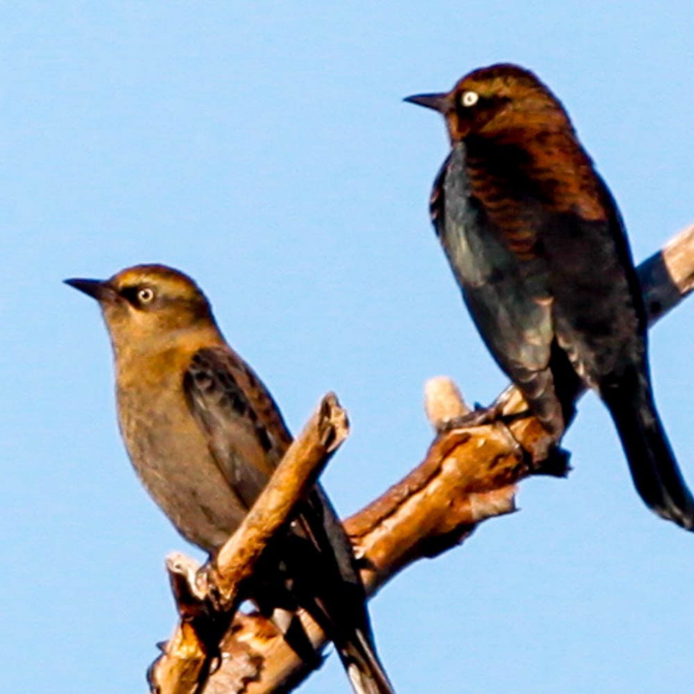 Rusty Blackbird - ML40660531