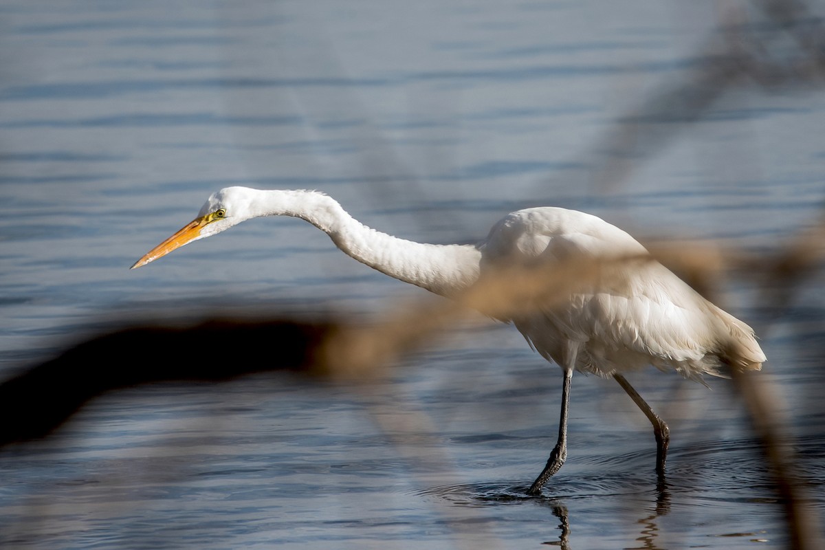 Great Egret - Sue Barth
