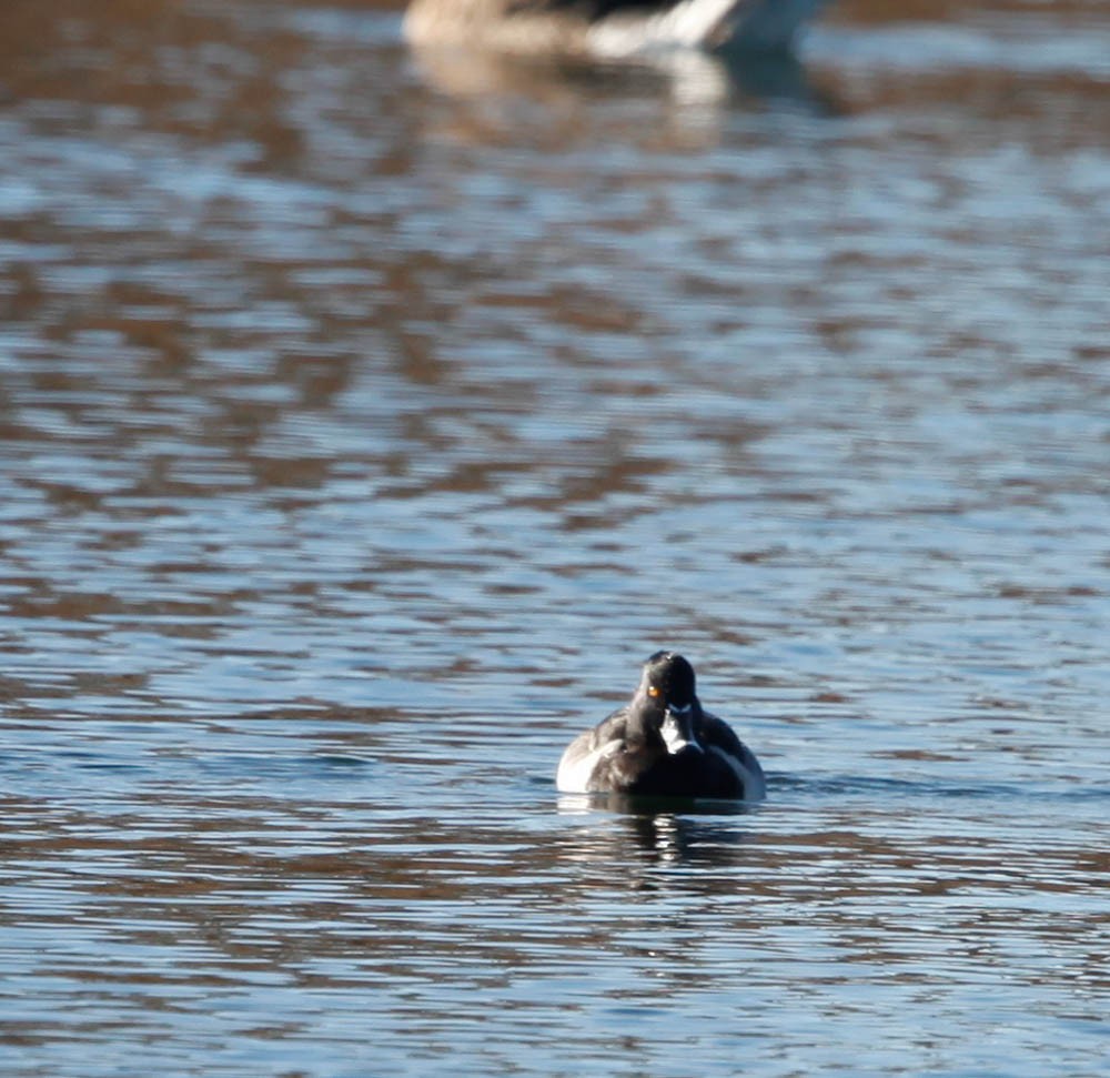 Ring-necked Duck - ML40660571