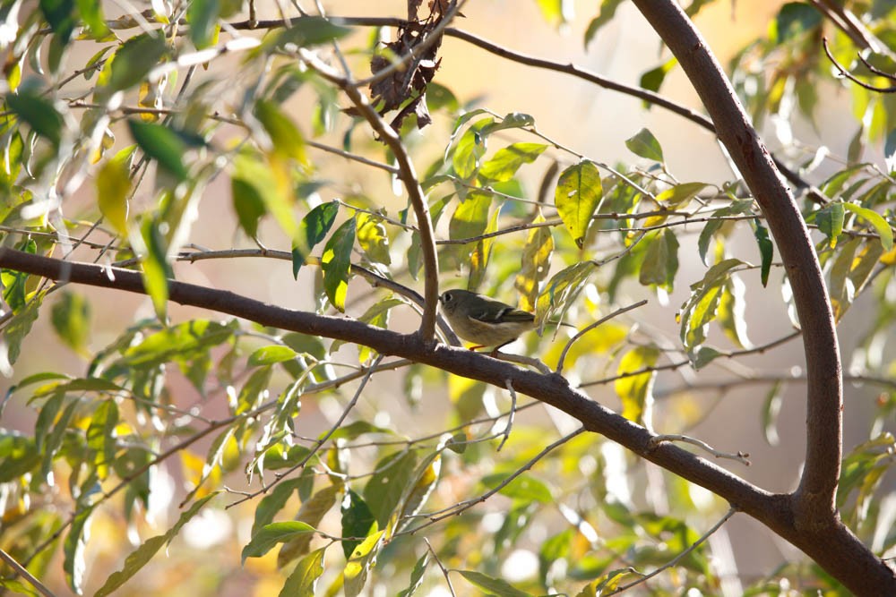 Ruby-crowned Kinglet - ML40660601