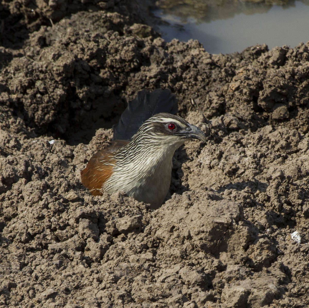 White-browed Coucal - Marie Lister