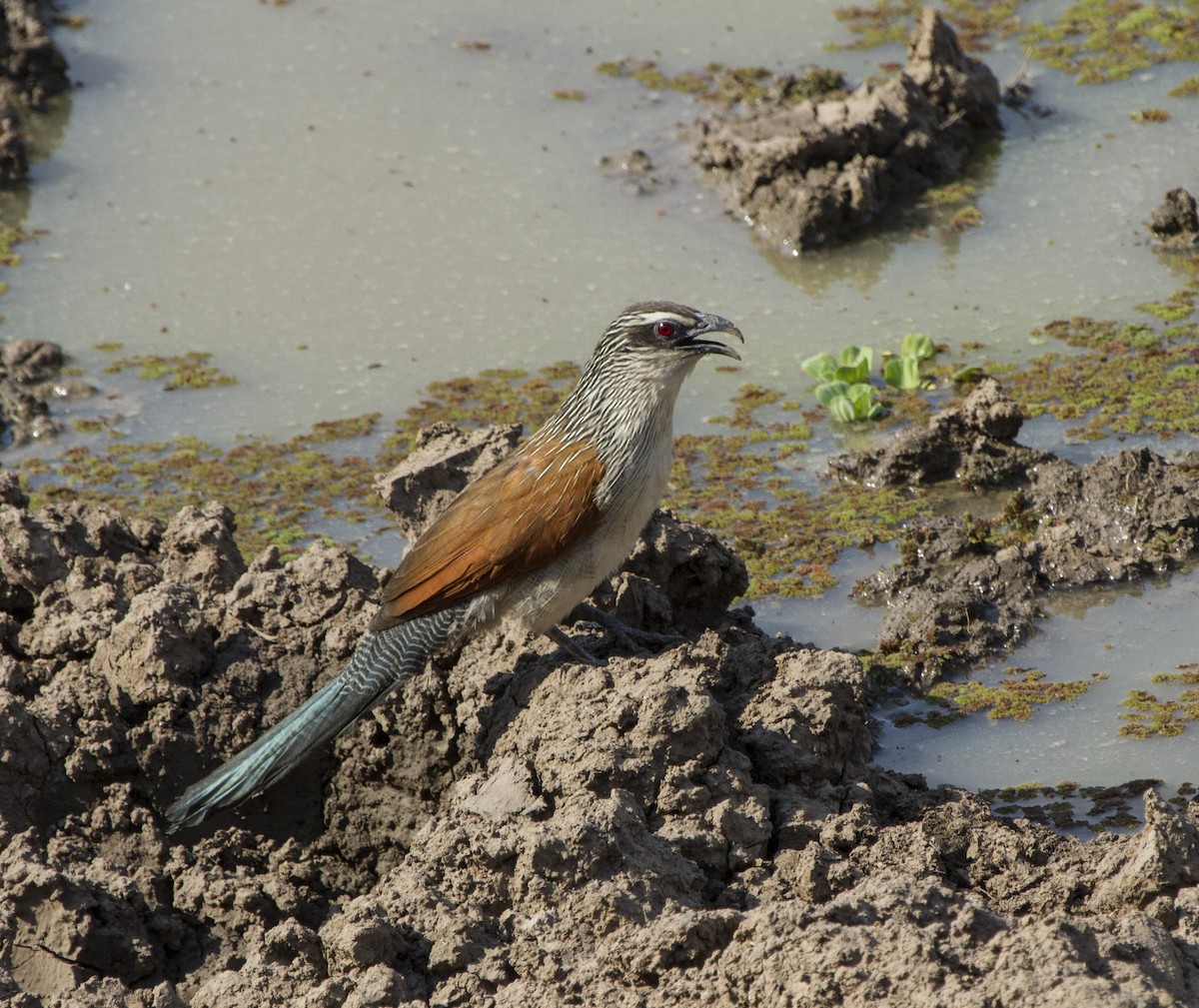 Coucal à sourcils blancs - ML406607561