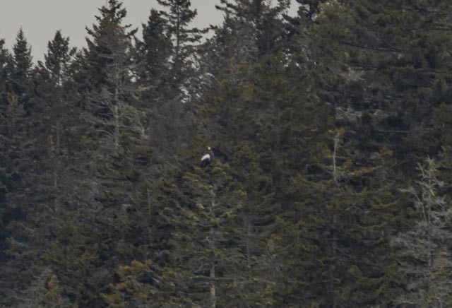 Steller's Sea-Eagle - ML406608131