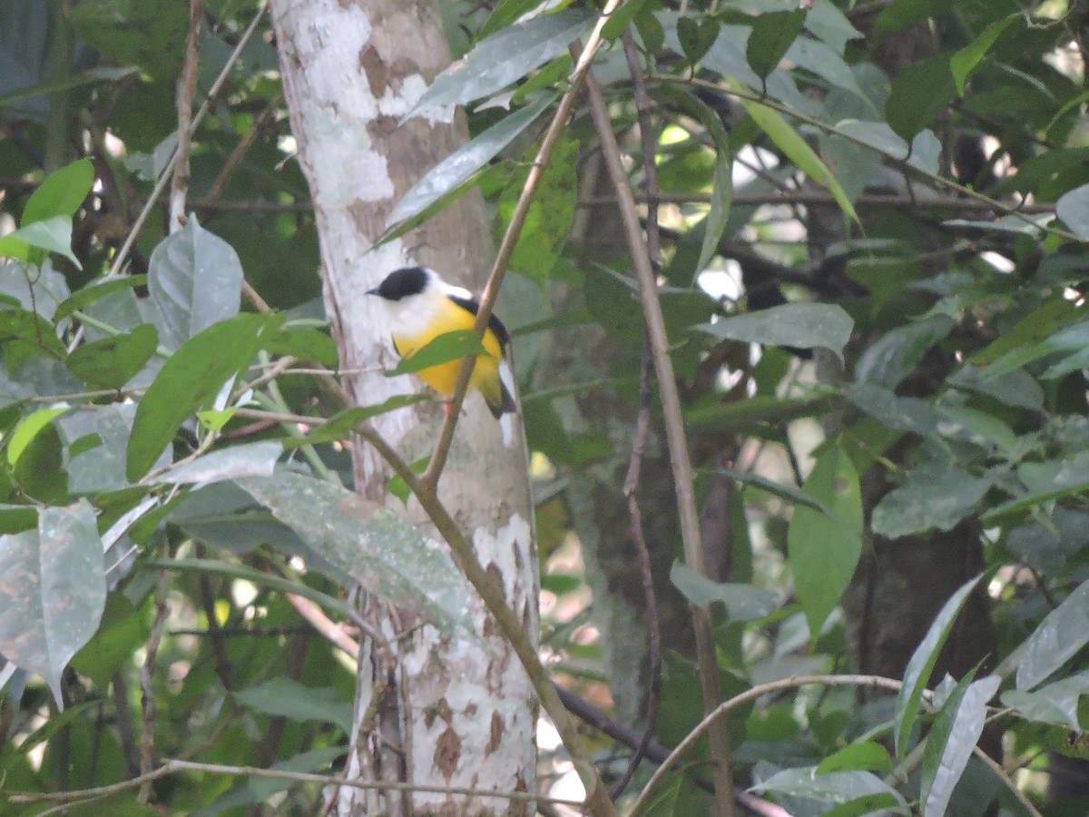 White-collared Manakin - Kiko Cesar