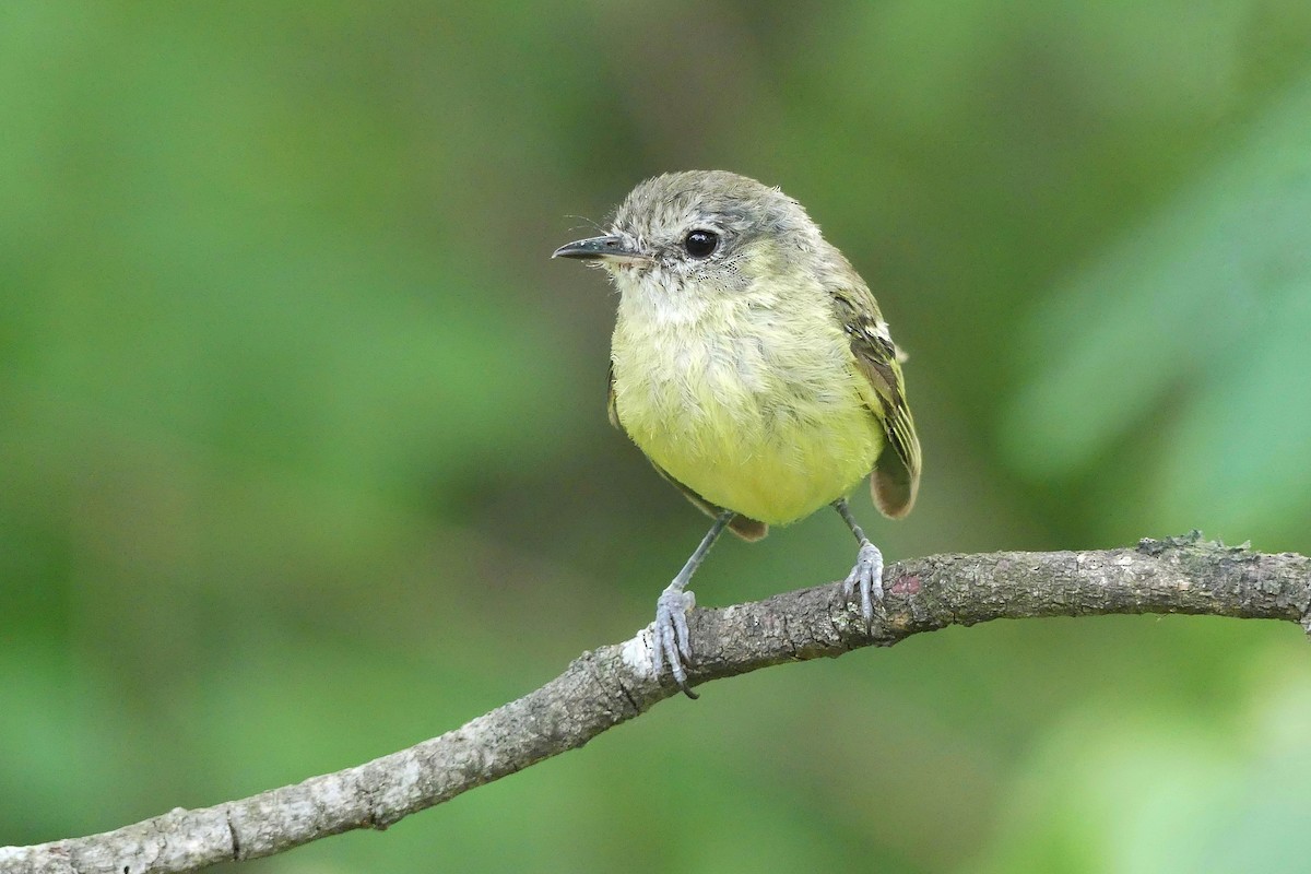 Mottle-cheeked Tyrannulet - ML406611281