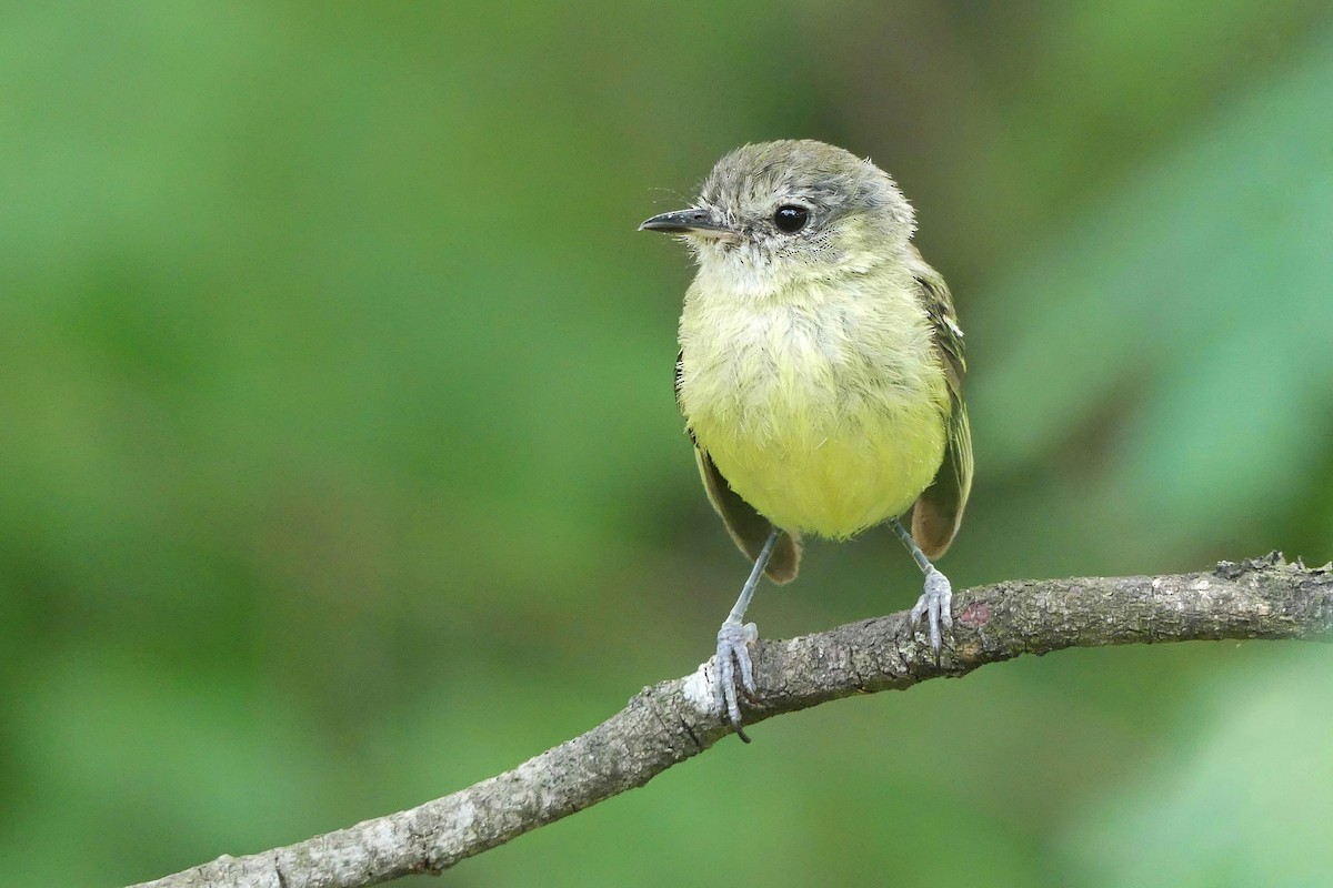 Mottle-cheeked Tyrannulet - Jorge  Quiroga