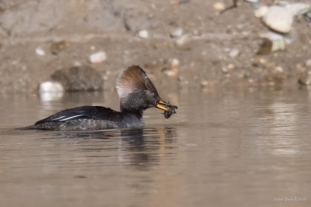 Hooded Merganser - ML406611751