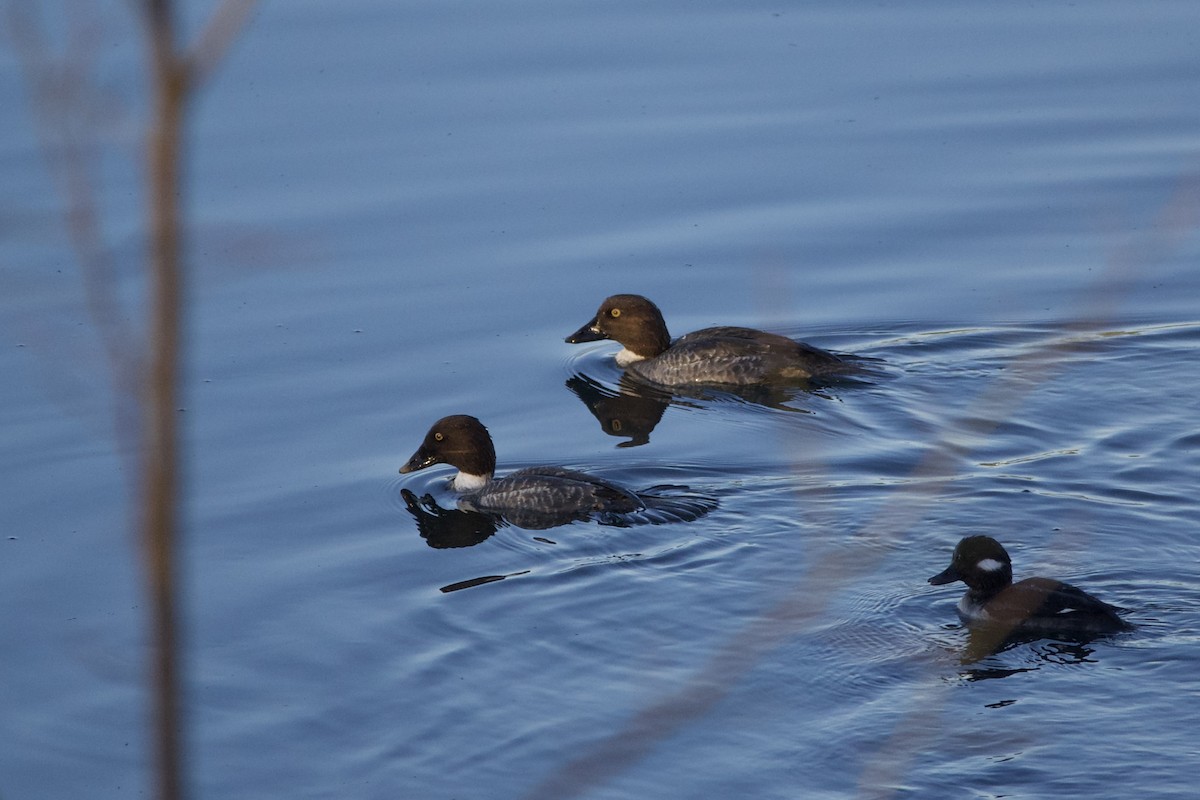 Common Goldeneye - ML406613141