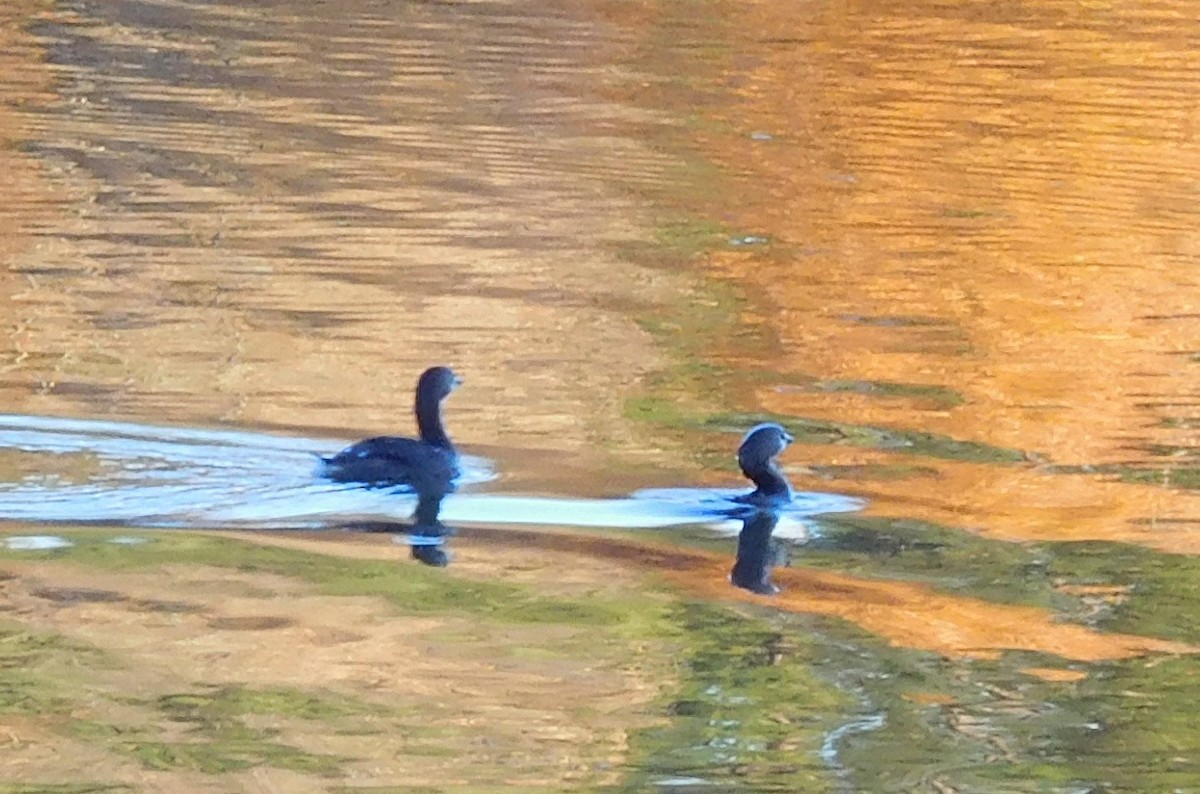 Pied-billed Grebe - ML40661471