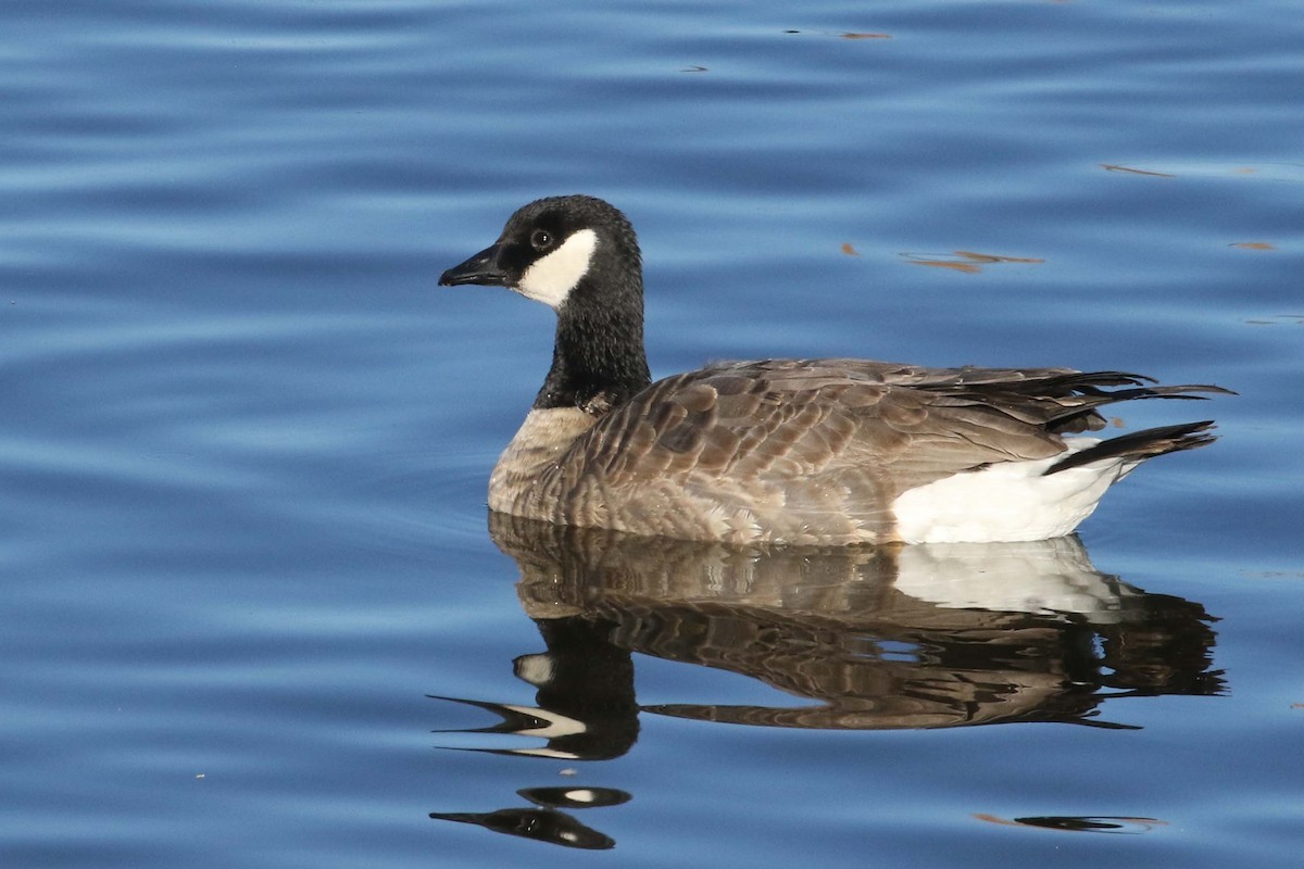 Cackling Goose (Richardson's) - ML406615071