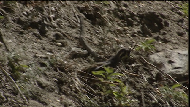 Mountain Quail - ML406616