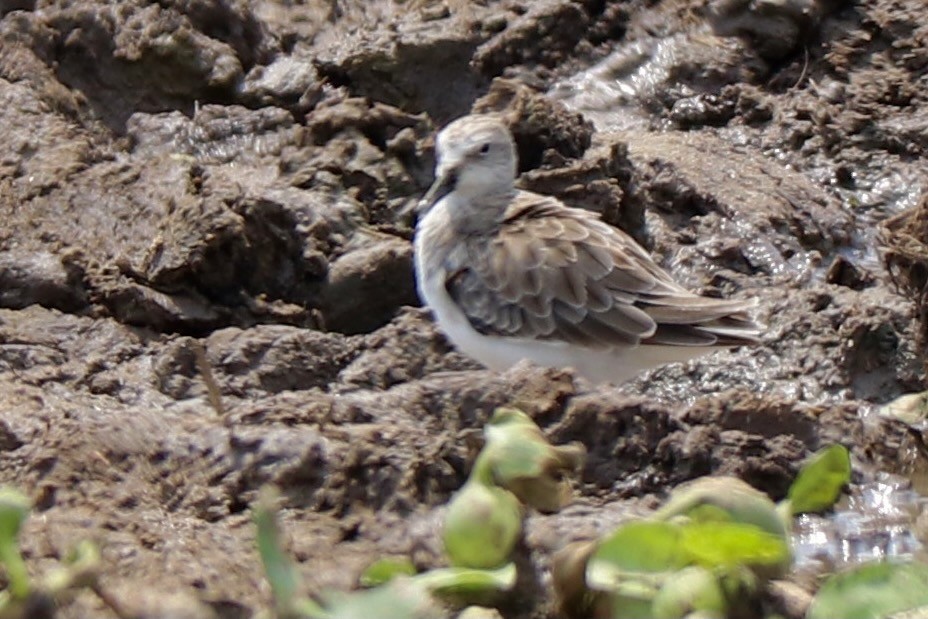 Little Stint - ML406616251